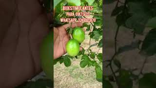 Super producción en el cultivo de maracuya usando BÍO EMPA [upl. by Johnstone571]