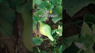 Nageswaram junglee kaddu availablecall☎️9529225631 [upl. by Anizor]