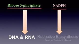 Pentose Phosphate Pathway [upl. by Rustin]