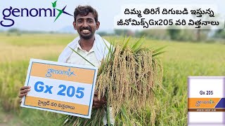 జీనోమిక్స్ Gx205 l Genomix Gx205 l hybrid paddy l హైబ్రిడ్ వరి విత్తనాలు I [upl. by Yehs]