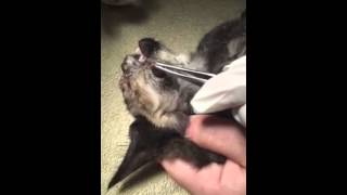 Pulling Cuterebra parasite from Kittens face  July 2015 [upl. by Robins]