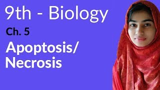 9th Class Biology  Ch 5 Apoptosis Necrosis  Matric Part 1 Biology [upl. by Ahsea]