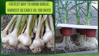 The FASTEST Way To Grow GARLIC Grow Hydroponic Garlic Kratky Method [upl. by Kamerman]