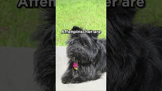 Affenpinscher the Monkey Terrier germany dogs [upl. by Ivett]