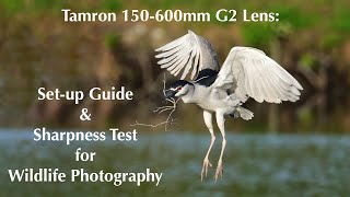 Tamron 150600mm G2 Lens  Set up Guide amp Sharpness Test for Wildlife Photography [upl. by Farman50]