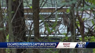 South Carolina more monkeys captured [upl. by Irol]