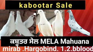 kabootar sale  Mirab  Hargobindjasbir badal Wale Mela mahuana9478649505 [upl. by Anyotal]