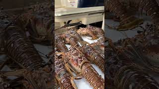 Lobster Season Opening Day shorts lobsterseason [upl. by Iow]