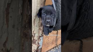 They found an escape hatch 😆 twelvetitanskennels canecorso wasabispetstore [upl. by Pogue597]