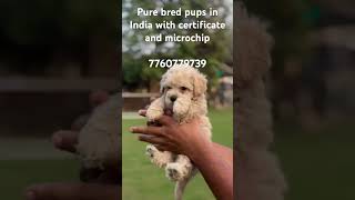 Pure bred puppies in India with certificate and microchip 7760779739 puppies shorts [upl. by Yssej441]