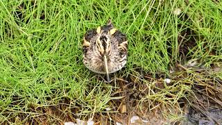 Jack Snipe bobbing and probing [upl. by Gnagflow]