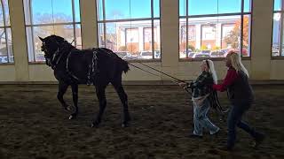 Equine Affaire 2024 Springfield Massachusetts Drive a Draft with Maverick the Percheron [upl. by Nnaycart]