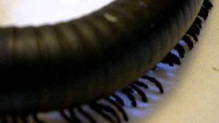 Giant African Tanzanian Train Millipede Walking [upl. by Arlo]