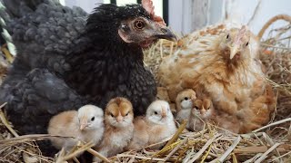 Two Lovely broody hen hatching Too many eggs in one Brooding box [upl. by Ingles]