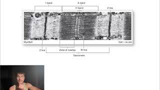 the sarcomere actin amp myosin and bands ep 2 [upl. by Meridel]