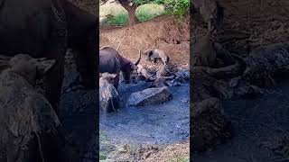 Komodo attack buffalo in the waterhole [upl. by Bourgeois]