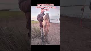 IMPRESIONANTE CORVINA NEGRA LAVALLE fishing fish argentina fishingvideo amigos pesca pescaria [upl. by Aicad]