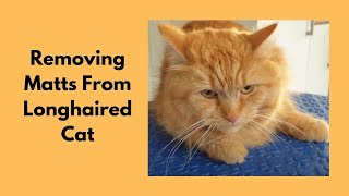 Removing Matts From Longhaired Cat With Belly Clip LoveCatsGroomer [upl. by Reis]