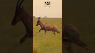 Amazing Topi Antelope Animal Jumping in Masai Mara African Savannah [upl. by Aratas]