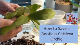 How to Save a Rootless Cattleya Orchid Hopefully  Sphag N Bag Rescue Method  Moss and Moisture [upl. by Rothwell]