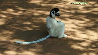 Dancing sifaka [upl. by Funk]