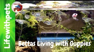 Betta Fish Fry Living with Guppies [upl. by Alanah785]