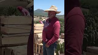 Este nopal se produce en Jalpa Zacatecas y lo consumen los Chinos telepaisashorts ranchohumilde [upl. by Ambrosia684]