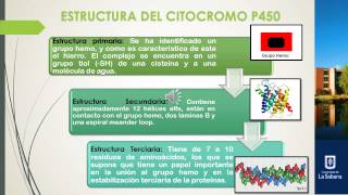 Biotransformación de fármacos por el citocromo P450 [upl. by Bidget69]