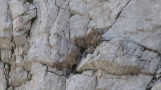 Bébé bouquetin au col de la COLOMBIERE [upl. by Bernardi]