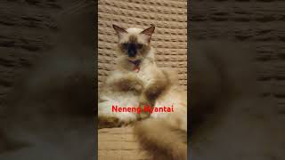 APT Neneng kucinghimalaya catlover kucingasia kucinglucu kucingpersia [upl. by Bowie387]