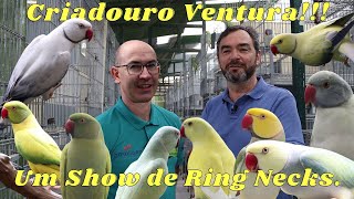 UM SHOW DE RING NECKS NO CRIADOURO VENTURA [upl. by Llednol539]