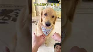 Golden Pups Hand Guessing Challenge goldenretriever funny cute dogs shortvideo animals [upl. by Spiers800]