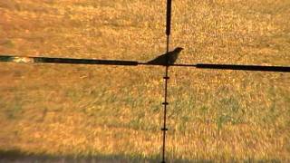 Scopecam view of 112 yard crow shot [upl. by Ynned465]