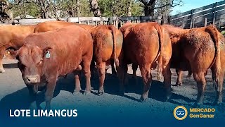 Lote de toros Limangus PC [upl. by Nodarb]