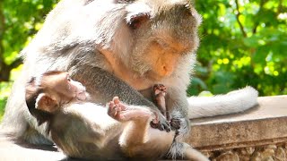 Old Mother Monkey Berry grooming Baby Monkey Bella Baby feels fresh Mama takes care her [upl. by Wahkuna]