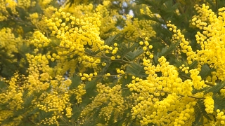 Le mimosa le soleil de lhiver   Météo à la carte [upl. by Rainwater95]