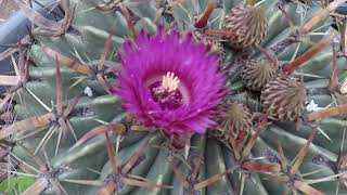 FEROCACTUS LATISPINUS [upl. by Aisenet940]