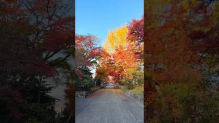 Fall foliage at Saginomori shrine in Kyoto fallcolors autumn shrine travel fall japantravel [upl. by Frum27]