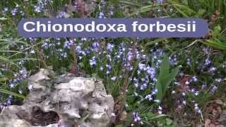 Chionodoxa forbesii [upl. by Notnef]