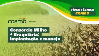 Vídeo Técnico Coamo Consórcio Milho  Braquiária [upl. by Anilecram]