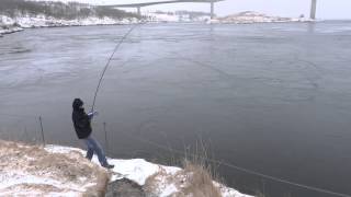 NORWAY fishing Saltstraumen [upl. by Ahsot]