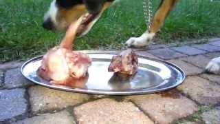 Appenzell Mountain dog mix eats raw meat and bones BARF NRV [upl. by Wilone55]