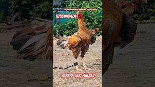 Harsha gari punjulu top quality breed available pandem rooster topquality chickenbreed top [upl. by Ihtac]