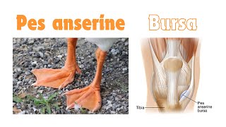 Anserine bursa pes anserinus insertion of guy ropes gooses foot anatomy [upl. by Lemuela]