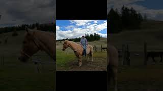 HOW TO HELP A HORSE USING THEIR MAGNET🐎🧲horse horsetraining horseriding horsemanship [upl. by Webber34]