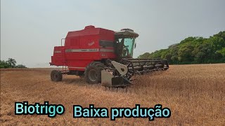 dado início na colheita do trigo com a MF 5650 baixa produção o 30 por alqueires [upl. by Moncear481]