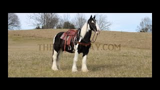 Registered Black amp White Paint Gypsy Shire X Mare For Sale [upl. by Battiste]