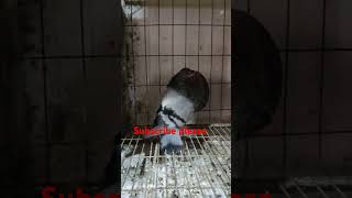 š‡§š‡©ā¯¤ļø¸blu gaditano fimale ā¯¤ļø¸š‡§š‡© pigeon birds explore youtube new viralvideos kabootarbazzi [upl. by Elvie]