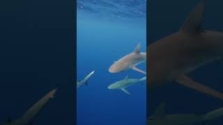 Little fish following a shark🐟 shark sharks fish pilotfish [upl. by Rech]