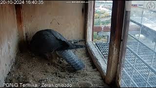 PGNiG Termika Żerań PL Nela is working in nest again on railing again she flew2024 10 20 17 35 [upl. by Osrock]